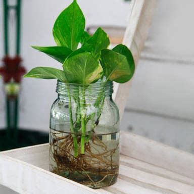 Indoor money plant in water. How to care for a money plant growing indoors in water - Quora