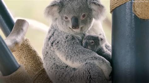 San Diego Zoo Welcomes Adorable Baby Koala Abc11 Raleigh Durham