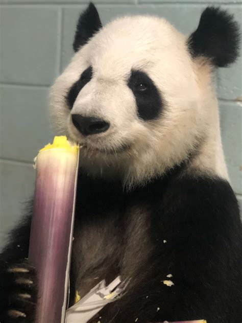 Panda Updates Wednesday May 29 Zoo Atlanta