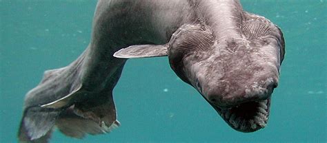 the bizarre and terrifying frilled shark critter science