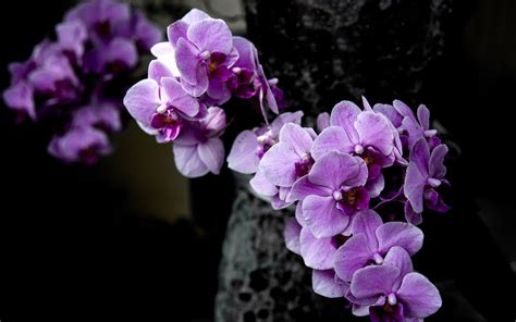 Download Purple Flower Nature Flower Orchid Hd Wallpaper