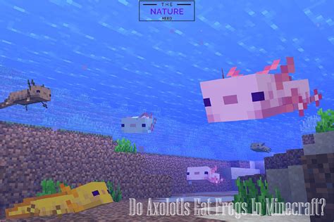 Do Axolotls Eat Frogs In Minecraft The Nature Hero