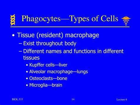 Ppt Phagocytosis And The Interactions Of Various Phagocytes