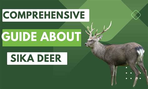 Comprehensive Guide About Sika Deer Deer Habits