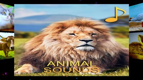 Animals Learning Animals Sounds For Kids Learning Wild Animals Sounds