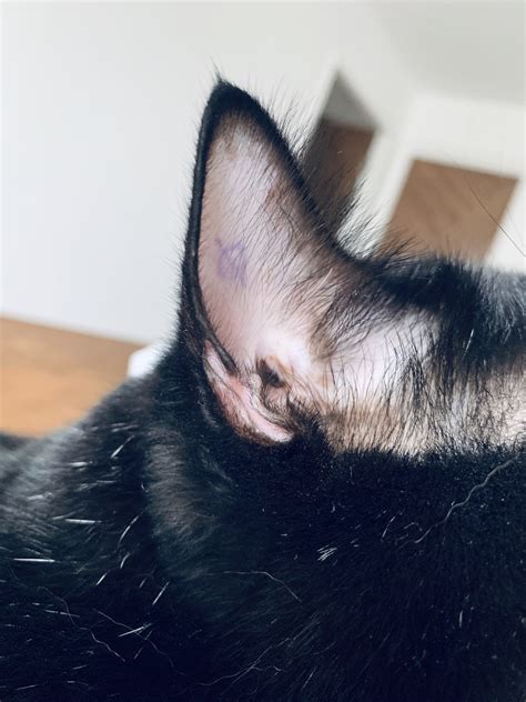 Whats Wrong With My Cats Ear