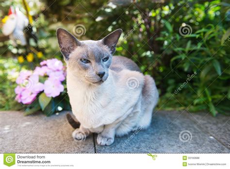 Siamese Cat With Blue Eye Sitting On White Background Blue Diamond Cat