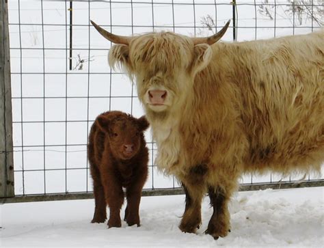 Scottish Highland Cattle Mulberry Meadow Mini Silky Fainting Goats