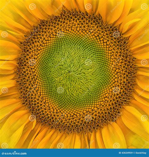 Sunflowers Stock Image Image Of Center Summer Orange 43634959