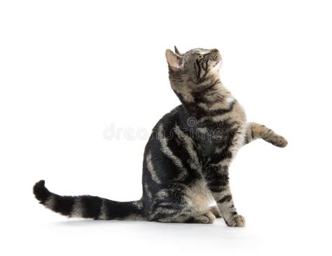 Kitten Jumping And Playing Stock Photo Image Of Mammal 9749380