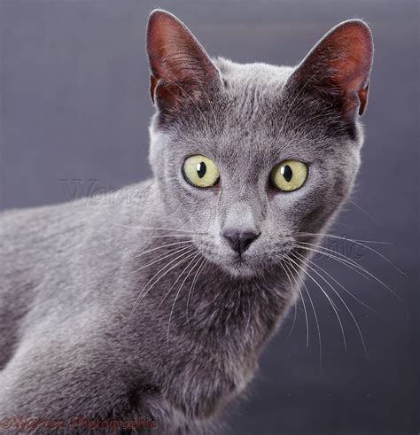 Blue Bengal X Burmese Cat On Grey Background Photo Wp37706