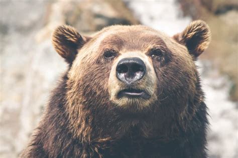 Oso Información Características Y Curiosidades