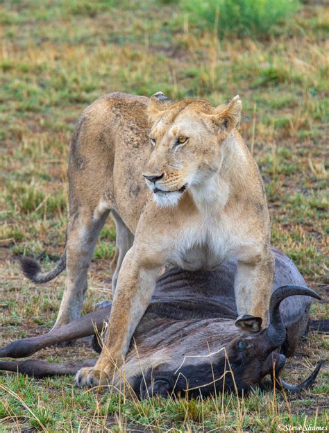 Serengeti Lion Kill Serengeti National Park Tanzania 2020 Steve