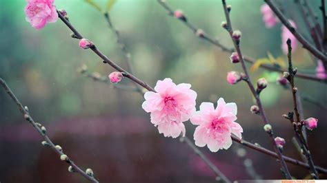 Asian Flower Cherry Blossom Wallpapers Hd Desktop And
