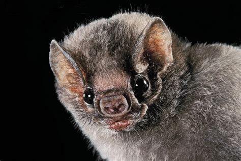 Bat Faces Are Vast And Varied Discover Magazine