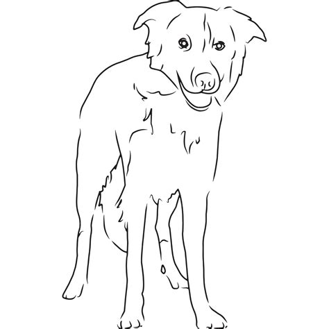 Premium Vector Border Collie Dog Hand Sketched Vector Drawing
