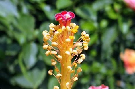 Anther Dharwad Hibiscus Filament Flower Close Up 12 Inch By 18 Inch