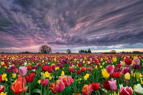 Sunset Over Tulip Field By David Gn Via 500px Earth Brought Forth