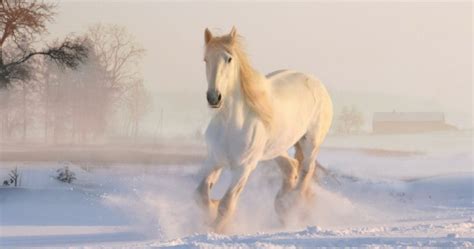 These 20 Photos Capture The Beauty Of Horses In Winter