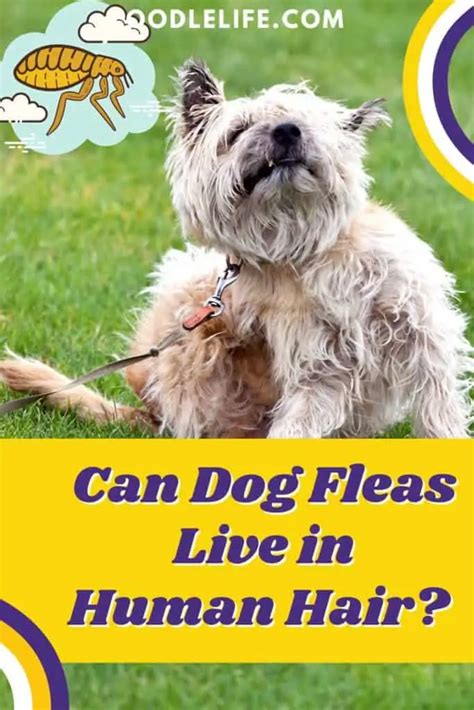Can Dog Fleas Live In Human Hair 5 Simple Tips Unianimal