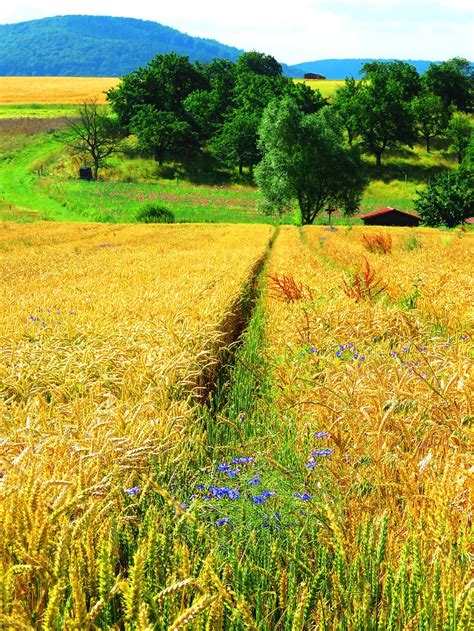 поле злаки васильки лето пейзаж сельское хозяйство нива синий
