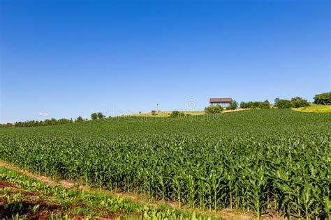 Rolling Field Of Young Corn Field On A Farm In Gretna Nebraska Stock