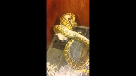 Burmese Python Eating Youtube