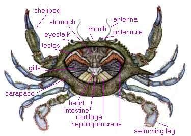 Except for the cephalopods, invertebrates have small nervous systems, consisting of many small brains (ganglia). NERVOUS SYSTEM OF CRAB