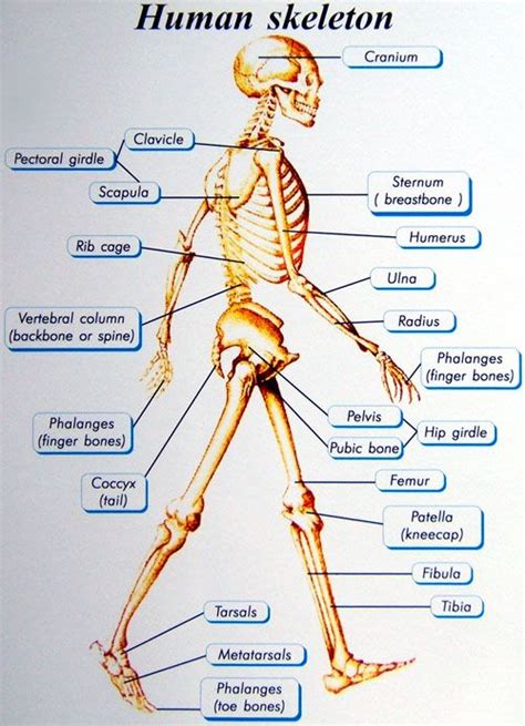 Basics Of Human Skeletal System Trendy Things Pinterest Skeletal
