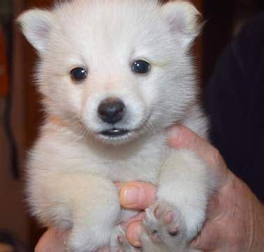Complete guide about husky puppies in 2021! Pomeranian-Siberian Husky Mix puppy for sale in MANKATO, MN. ADN-22150 on PuppyFinder.com Gender ...
