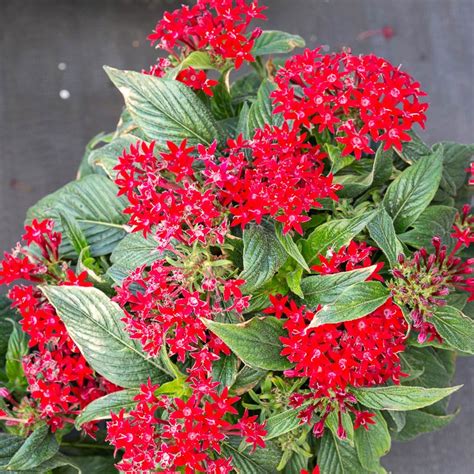 I know how to work free hand. Pentas Flowers | Landscape Design & Supply, Hardscapes ...