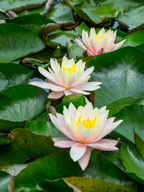 Water Lilies Water Lilies Water Lilly Lily Bloom