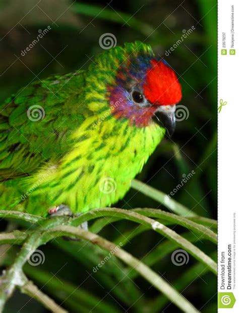 Red Headed Parrot Finch Erythrum Pisttacea Stock Image Image Of Beak