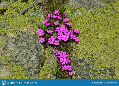 Pink Mountain Flowers In Pirin National Park Bulgaria Stock Image