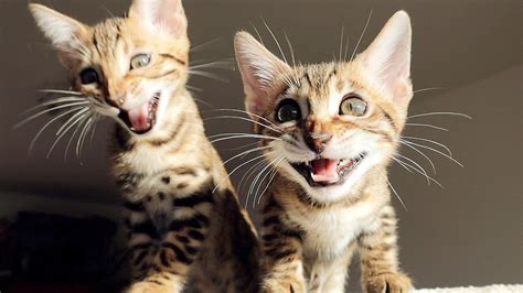 Bengal Kittens Scream Chirp Bark And Meow Very Loud Youtube