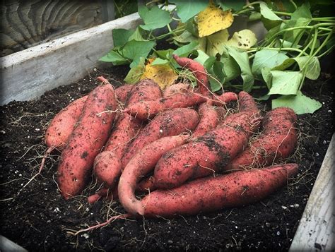 harvesting sweet potatoes master gardeners of greene county