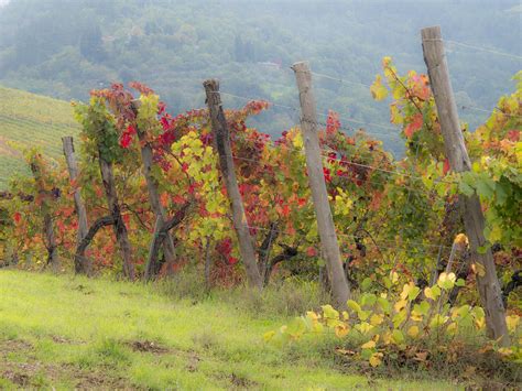 Autumn Vineyard Photograph By Eggers Photography Fine Art America
