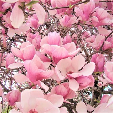 Saucer Magnolia Spring Flowering Trees Ornamental Trees Saucer