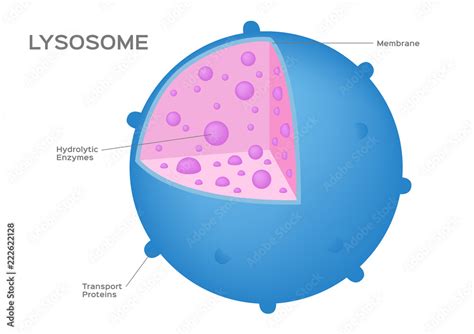 Lysosome Hydrolytic Enzymes And Membrane Cell Vector Anatomy Concept