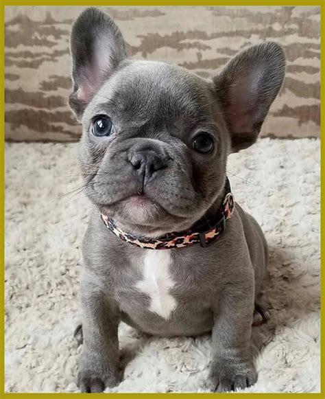 For sale beautiful brindle french bull dog puppies they are dark brindle in colour as per our dogs and puppies our brought up in our family home and are given so much love attnention and training. Here are the most important concerns to ask a French ...