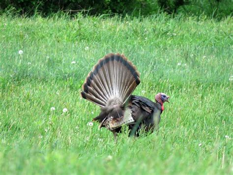 Woodland Wildlife Spotlight Eastern Wild Turkey University Of