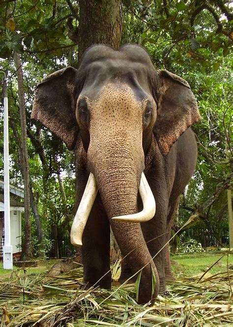 Get A Chance To Have A Closer Look At Sri Lankan Elephants Sri