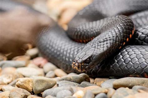 Las serpientes venenosas del Mundo y de la Península Ibérica