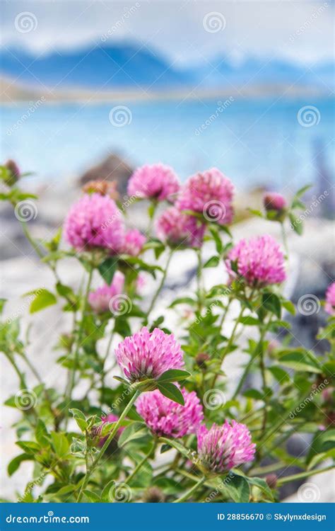 Meadow Pink Blooming Flowers Stock Photo Image Of Herb Floral 28856670