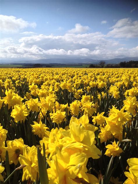 Daffodil Field In The Mearns Scots Daffodils Guardian Wander