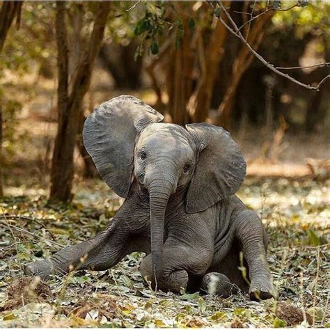 The 25 Best Elephant Pictures Ideas On Pinterest Elephants Cute