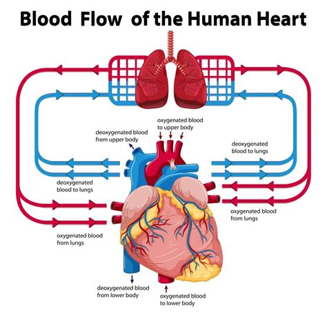 Section 3 The Cardiovascular System Nitty Gritty Science