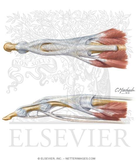 Extensor Tendons In Fingers