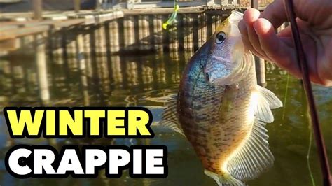 Best Winter Tips And Techniques To Catch Crappie Youtube
