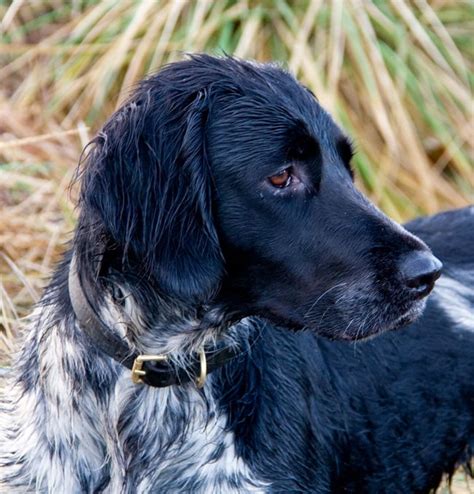 The large munsterlander is a color variation of the german longhaired pointer and is a relatively newer breed. Large Munsterlander I think my dog would love this one ...
